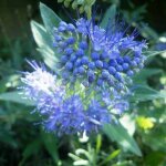 P�pini�res naudet - barbe - bleue 'grand bue' (caryopteris x clandonensis grand bleu � 'inoveris')