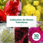 Collection de 10 roses trémières Collection de 10 roses trémières