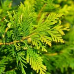 Pépinières naudet - cyprès de lawson 'ivonne' (chamaecyparis lawsoniana 'ivonne') Pépinières naudet - cyprès de lawson 'ivonne' (chamaecyparis lawsoniana 'ivonne')