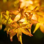 Érable du japon 'orange dream' (acer palmatum 'orange dream') Érable du japon 'orange dream' (acer palmatum 'orange dream')