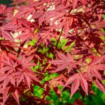 Érable du japon 'atropurpureum' (acer palmatum 'atropurpureum') Érable du japon 'atropurpureum' (acer palmatum 'atropurpureum')