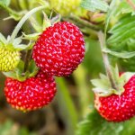 Fraisier des bois (fragaria vesca) Fraisier des bois (fragaria vesca)