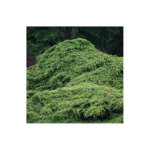 P�pini�res naudet ? gen�vrier 'pfitzeriana' ? arbuste persistant 0, 5m ? feuillage dense et �tal� ? r�sistant ...