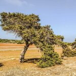 P�pini�res naudet - gen�vrier de ph�nicie (juniperus phoenicea)