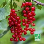 Groseillier 'wilder' bio (ribes rubrum 'wilder')