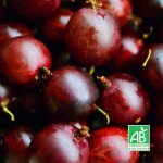 P�pini�res naudet - groseillier � maquereau 'freedonia' bio (ribes uva crispa 'freedonia')