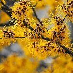 P�pini�res naudet ? hamam�lis de virginie ? arbuste � fleurs jaunes ? hauteur 3m ? exposition ensoleill�e ...