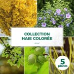 Ppinires naudet - haie colore - 5 arbustes