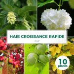Haie croissance rapide - 10 arbustes