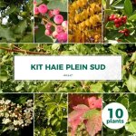 Ppinires naudet - haie plein sud - 10 arbustes