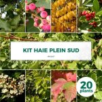 Ppinires naudet - haie plein sud - 20 arbustes