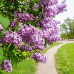 P�pini�res naudet ? lilas commun 'belle de nancy' ? arbuste caduc parfum� ? fleurs semi - doubles roses ...
