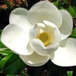 P�pini�res naudet ? magnolia grandiflora 'galissoniensis' ? arbuste � grandes fleurs blanches ? hauteur ...