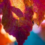 Arbre de fer (parrotia persica)