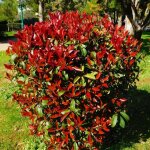 Ppinires naudet - photinia de fraser 'robusta compacta' (photinia x fraseri 'robusta compacta')