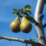 Poirier 'beurr� hardy' (pyrus communis 'beurr� hardy')