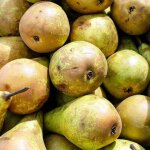 Poirier 'comtesse de paris' (pyrus communis 'comtesse de paris')