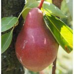 Poirier 'dr jules guyot' (pyrus communis 'dr jules guyot')