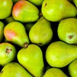 Poirier 'duchesse d'angoul�me' (pyrus communis 'duchesse d'angoul�me')