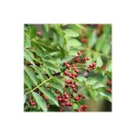 Poivrier du sichuan (zanthoxylum piperitum)