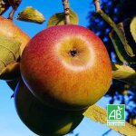 Pommier 'b�n�dictin' bio (malus domestica 'b�n�dictin')