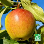 Pommier 'cox orange pippin' bio (malus domestica 'cox orange pippin')