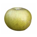 Pommier 'patte de loup' (malus domestica 'patte de loup')