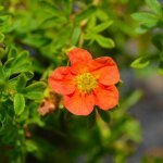 Ppinires naudet - potentille arbustive marian red robin  'marrob' (potentilla fruticosa marian red ...