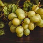 P�pini�res naudet ? vigne 'italia' ? vitis vinifera ? grappes de gros raisins blancs sucr�s ? excellente ...