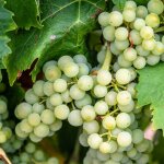 P�pini�res naudet - vigne 'sauvignon blanc' (vitis vinifera 'sauvignon blanc' )