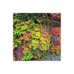 Vigne vierge 'veitchii robusta'