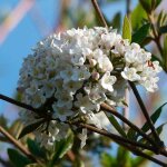 P�pini�res naudet - viorne de burkwood (viburnum burkwoodii )