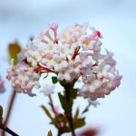 P�pini�res naudet - viorne de cor�e (viburnum carlesii 'aurora')