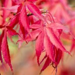 Érable du japon atropurpureum - acer palmatum atropurpureum 40cm Érable du japon atropurpureum - acer palmatum atropurpureum 40cm