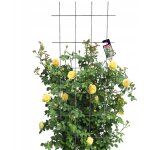Kadax - pergola de jardin support métallique pour plantes roses fleurs grille 60x150cm Kadax - pergola de jardin support métallique pour plantes roses fleurs grille 60x150cm