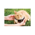 Petsafe - collier supplmentaire pour clture anti - fugu chat, 4 niveaux de stimulation, lger, rglable ...