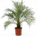 Plant in a box - palmier dattier nain - phoenix roebelenii - hauteur 80 - 90cm - ?21cm Plant in a box - palmier dattier nain - phoenix roebelenii - hauteur 80 - 90cm - ?21cm