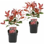 Plant in a box - feuille de noyer - set de 2 - photinia fraseri 'red robin' - h30 - 40cm - ?17cm
