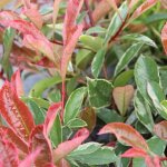 Photinia pink marble� 'casini' / pot de 15l