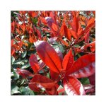 Vivaio garden forest - photinia x fraseri little red (photinia nana) pot de 18cm