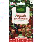 Physalis lanterne chinoise vilmorin Physalis lanterne chinoise vilmorin