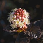 Physocarpe à feuilles d'obier 'diabolo' (physocarpus opulifolius 'diabolo') Physocarpe à feuilles d'obier 'diabolo' (physocarpus opulifolius 'diabolo')
