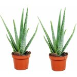 Aloe vera - set de 2 - aloe barbadensis - hauteur 25 - 40cm - ?10, 5cm