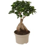 Bonsa - ficus microcarpa - hauteur 30 - 40cm - ?12cm