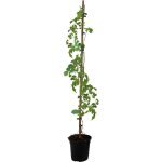 Bignone  trompettes - campis radicans 'flava' - hauteur 110 - 120cm - ?17cm