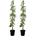 Plant in a box - bignone  trompettes - set de 2 - campsis radicans - hauteur 110 - 120cm - ?17cm