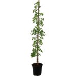 Plant in a box - bignone  trompettes - campsis radicans - hauteur 110 - 120cm - ?17cm