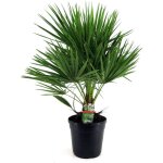 Plant in a box - palmier nain - chamaerops humilis - hauteur 70 - 80cm - ?21cm Plant in a box - palmier nain - chamaerops humilis - hauteur 70 - 80cm - ?21cm