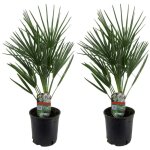 Plant in a box - palmier nain - set de 2 - chamaerops humilis - hauteur 50 - 60cm - ?15cm Plant in a box - palmier nain - set de 2 - chamaerops humilis - hauteur 50 - 60cm - ?15cm