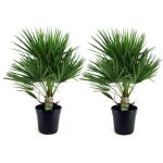 Plant in a box - palmier nain - set de 2 - chamaerops humilis - hauteur 70 - 80cm - ?21cm Plant in a box - palmier nain - set de 2 - chamaerops humilis - hauteur 70 - 80cm - ?21cm